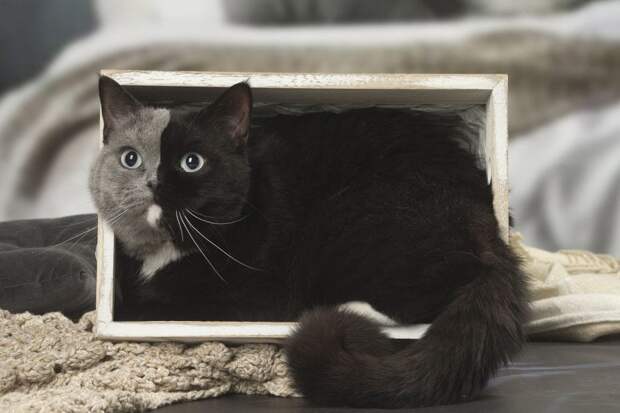 10_caters_two_tone_cat_03-1024x683-1