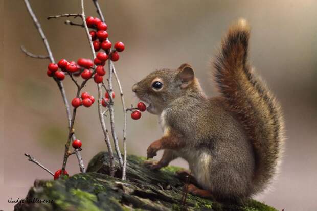 Фотография забавная жизнь белок Andre Villeneuve Фотография забавная жизнь белок Andre Villeneuve