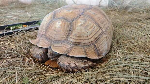 Шпороносые черепахи / Фото: барнаульский зоопарк