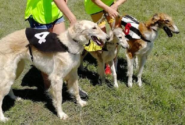 Вид состязаний у борзых собак 5 букв. Уиппет курсинг. Русская псовая борзая борзые собаки. Собачьи бега в ирландии борзые. Бордер уиппет метис.