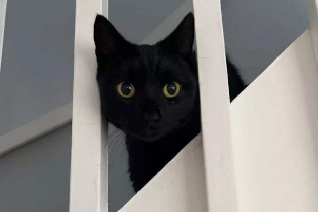 Кошка воссоединилась с хозяйкой под Рождество спустя пять лет после исчезновения