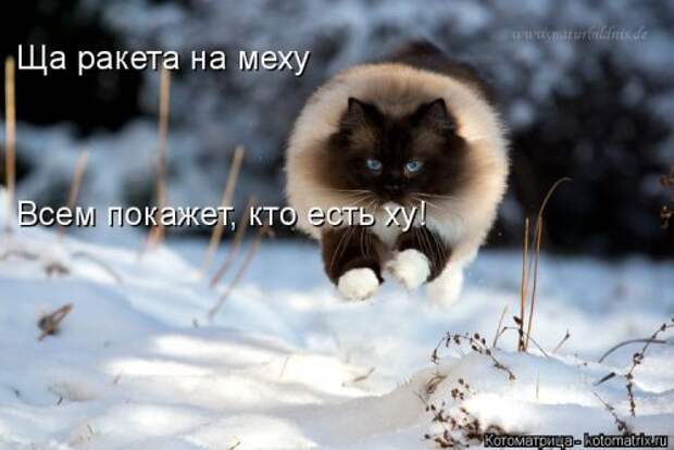 Свежая котоматрица для всех (38 фото)