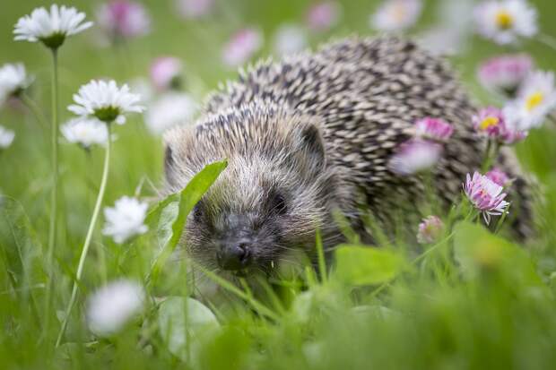 european-hedgehog-4822221_960_720 alt