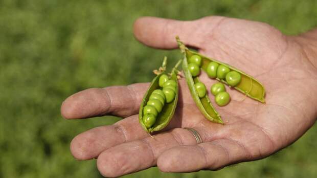 Сладкий горох без хлопот: как получить богатый урожай