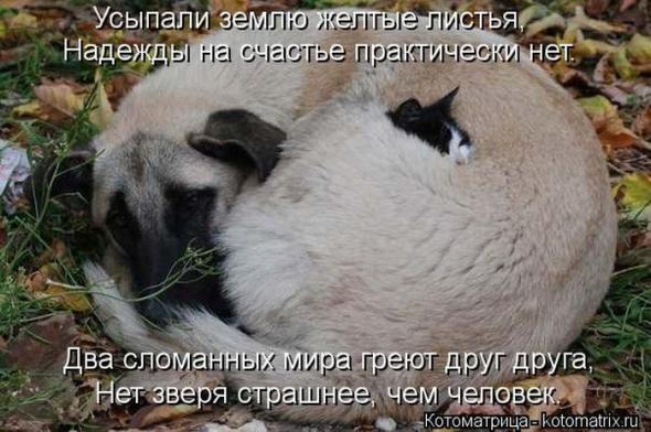 Котоматрицы (картинки с надписями)