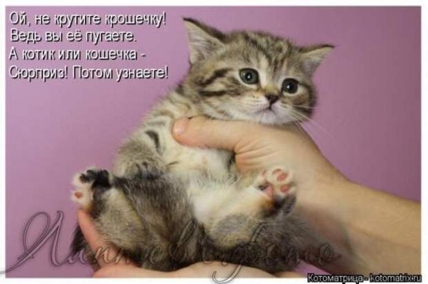 Котоматрицы(картинки с надписями)