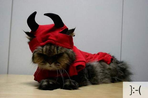 Котоэмоции