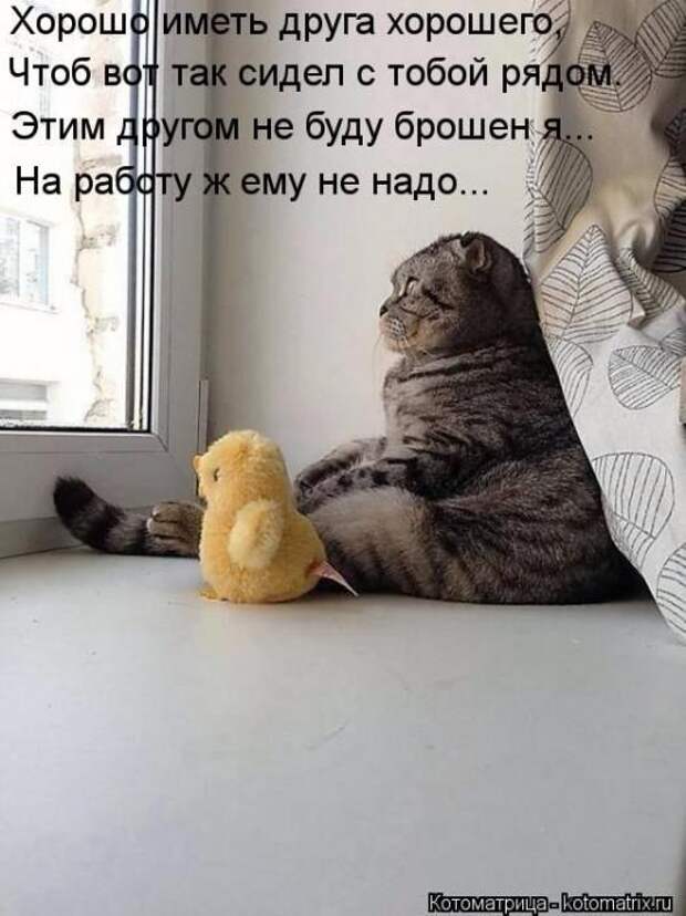 Котоматрицы(картинки с надписями)