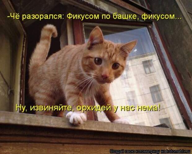 Она приходит... котЭматрикс!