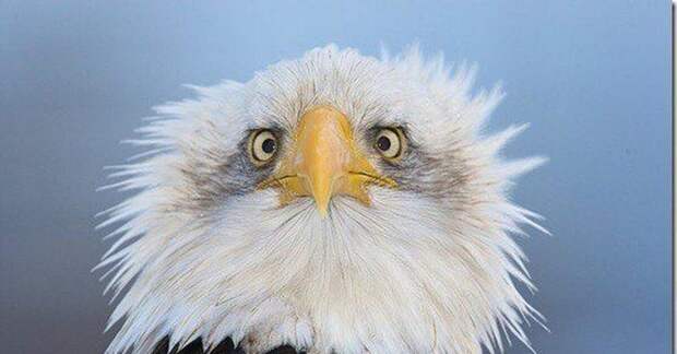 Финансовая мясорубка-56. Цунами