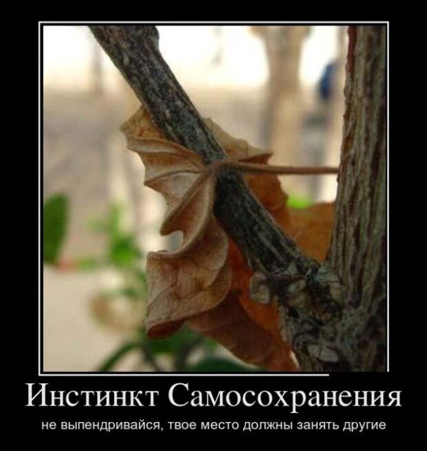 Демотиваторы (30 фото)