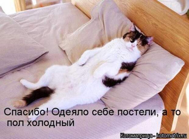 Котоматрицы(картинки с надписями)