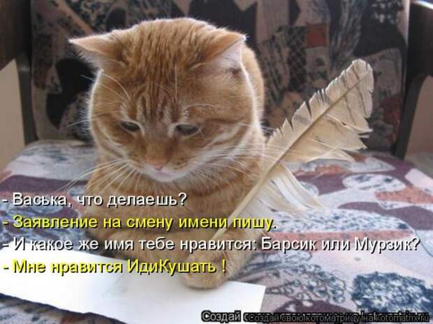 Лучшие котоматрицы недели (50 фото) Лучшие котоматрицы недели (50 фото)