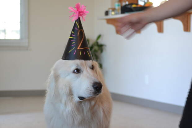 Great Pyrenees