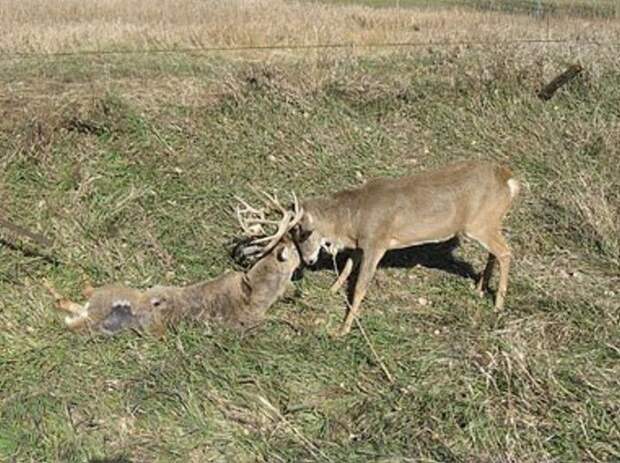 Когда противник оленя умирает во время боя олень, олени, схватка, бой, животное, животные, животные фото