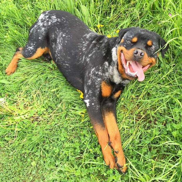 Фото © instagram/izzy_rottweiler_vitiligo