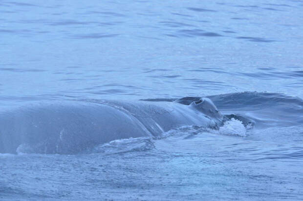Запутавшегося в сетях кита Станислава у берегов Териберки удалось спасти