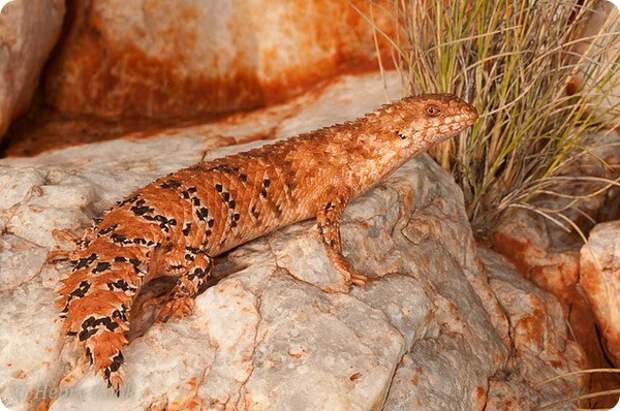 Плоская эгерния (лат. Egernia depressa)