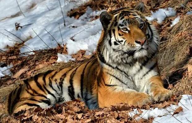 Уссурийский тигр фото (Амурский тигр). 