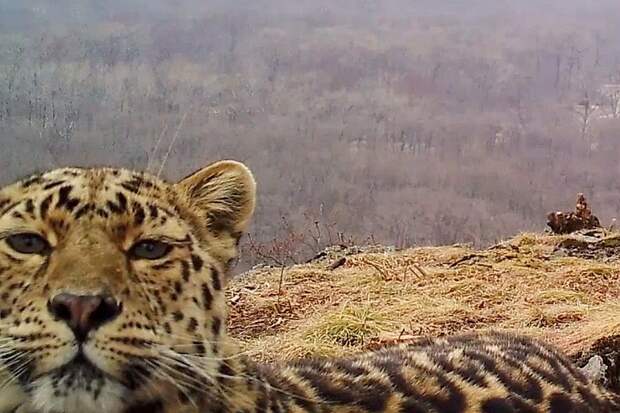 Сразу четыре леопарда попали в объектив фотоловушки на «Земле леопарда». Фото: Нацпарк «Земля леопарда».