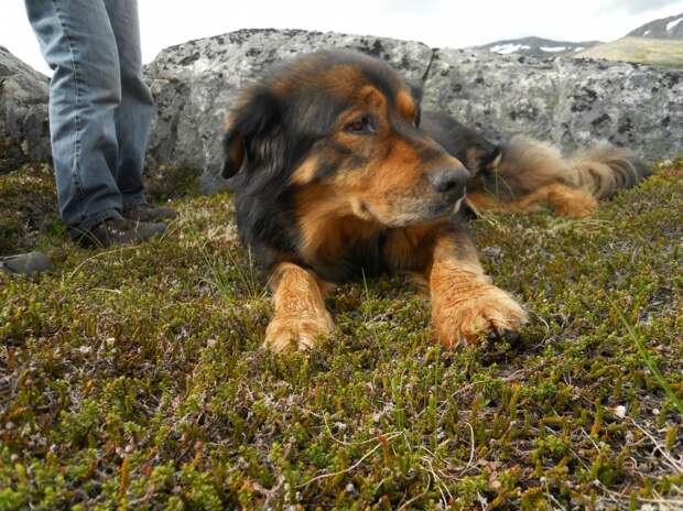 Трогающая до слез история спасения хозяина собакой, ценой собственной жизни пес спас хозяина ценой жизни, Мейсон спас хозйяку от волка, собака защитила хозяина от волка
