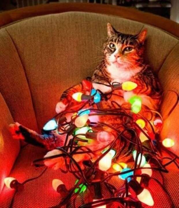 Коты на Новый год