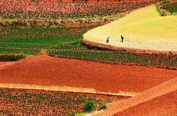 terraoko 2014 09 10 06 191 Красные террасовые поля в Китае.