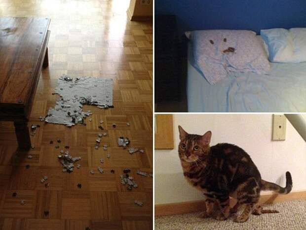 В каждом коте живет маленький дьявол животные, коты, юмор