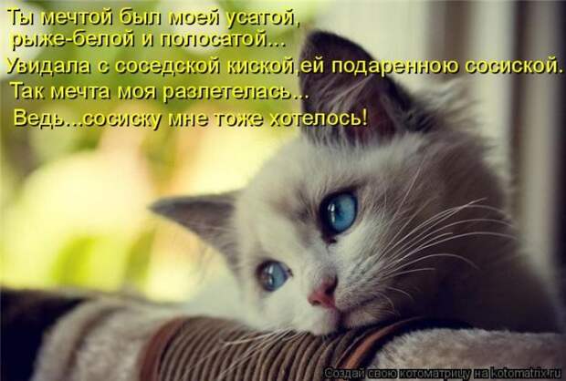 Лучшие котоматрицы недели