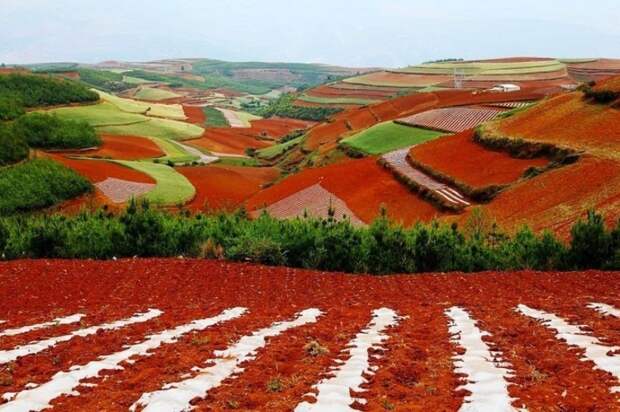 terraoko 2014 09 10 06 241 Красные террасовые поля в Китае.