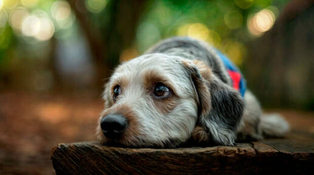 Красное и белое