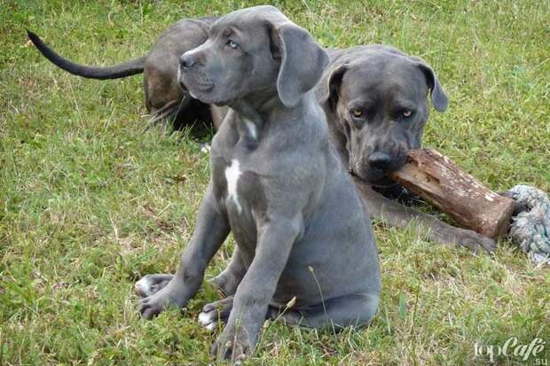 Кане-корсо - одна из популярных пород бойцовских собак