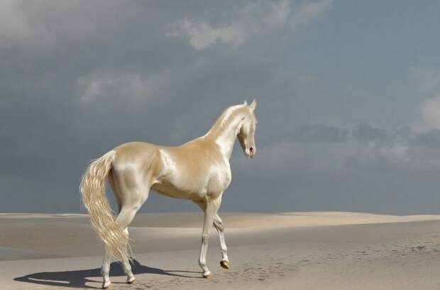Арабская лошадь домашние питомцы, животные, интересное, кошки, самые дорогие, собаки, фото