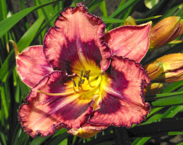 Лилейник гофрированный с ярким центральным глазком Ledgewood&amp;amp;#39;s Pansy Eye, без запаха