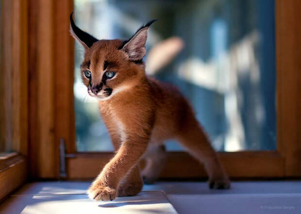 animal-portraits-sergey-polyushko-14-582b05e3d8fd1__880