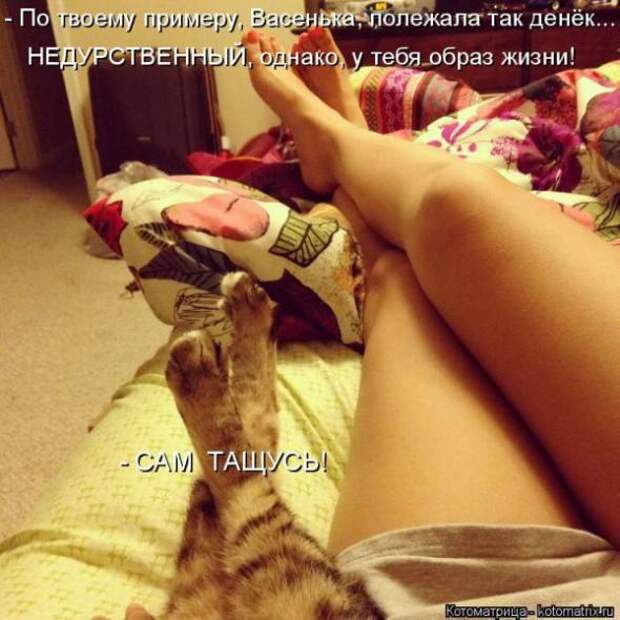 Котоматрицы(картинки с надписями)