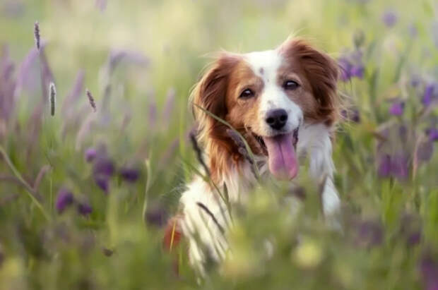 Ветеринар Шеляков предостерег россиян от кормления собак шашлыком