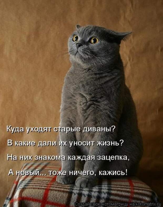 Новая котоматрица (30 фото)