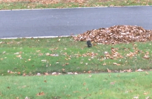 fainting squirrel