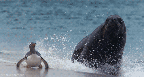 A Southern Sea Lion chases a Gentoo Penguin. (Frozen Planet - BBC)