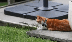 Без кота и жизнь не та