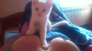 http://os1.i.ua/3/1/14506341_b023da9.gif
