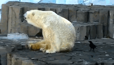 Crow Vs Polar Bear