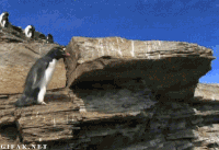 Гифка пингвин, животные,  gif картинки,  гиф анимация скачать бесплатно 