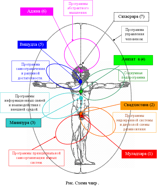 Энергетический канал. Энергетическая система человека и чакры. Энергетические центры человека схема. Энергетические центры человека чакры. Энергетические центры человека чакры схема.