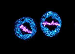 Потеря Y-хромосомы привела к болезням сердца у самцов мышей