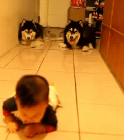 They're Following The Baby's Steps!