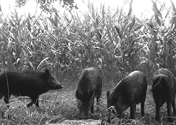 pigs in cornfield