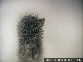 Fog GIF - Find & Share on GIPHY