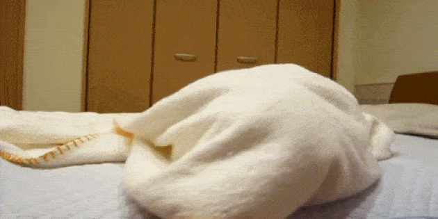 Гифы под одеялом. Одеяло гифка. Гиф плед. Гифки с одеялом. Кот стащил одеяло.